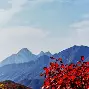 嵩山山猫队读秒绝平岭东雄鲨队，跆拳道友谊赛上演耐力碾压对手！保级形势悄然变化的简单介绍
